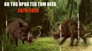 dab neeg ob tug npua teb tom neeg