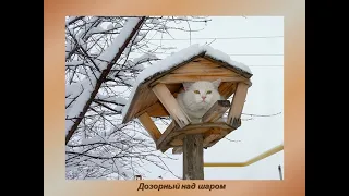 Кошки, снова  кошки (плейлист "Кошки, белки и вороны", музыка "Cafe Concert", гитара Francis Goya)