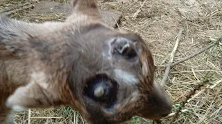 Последствия обезроживания козлят пастой// Эпримек не спас от клещей// Порядок на выгуле