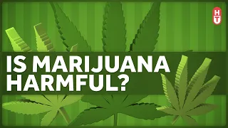 Is Marijuana Harmful to Health?