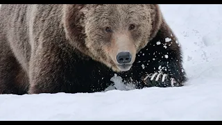 Grizzly Bear Boar Bruno-Spring 22-Closeups-Wildlife Photography-Jackson Hole/Grand Teton/Yellowstone
