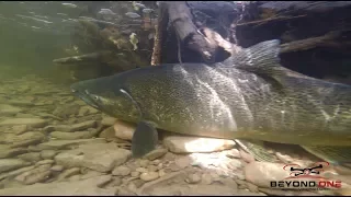 Salmon Run 2017 - Bronte Creek - GOPRO/DRONE