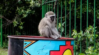 TAILS OF HOPE: The  Plight of the Vervet Monkey