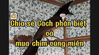 Chia sẻ cách phân biệt và Mua chim Chào mào Vùng miền chuẩn