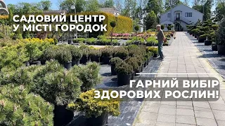 Садовий центр у місті Городок. Гарний вибір здорових рослин!