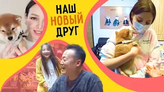 Наш новый питомец Сиба Ину^^ KOREA VLOG