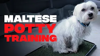 Steps to Potty Training your Maltese Puppy-Housebreaking Maltese Puppies