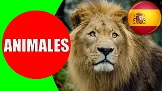 ANIMALES para Niños - Sonidos y Nombres de Animales en Español