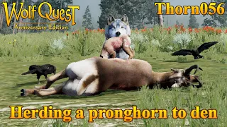 Herding a pronghorn to den! || WolfQuest Anniversary Edition