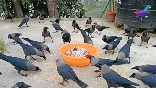 Different kauwa ki awaz | Huge numbers of Crows Crowing and Crying sound | Angry kauwa ki awaaz P014