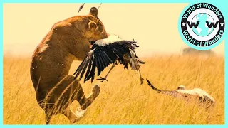 Incredible Moments When Birds Were Mercilessly Hunted By Animals | Wild life