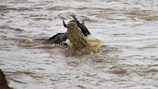 CROCS ATTACK Wildebeest at Mara River-NEEDS BETTER TECHNIQUE!