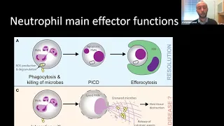 Neutrophils in Inflammation and Autoimmunity