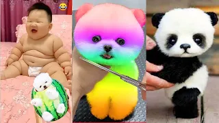 Best Funny and Cute Animals Video #1 😍 Baby Cute