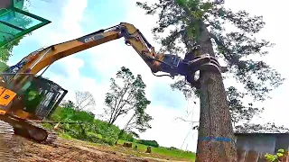 😱Cutting Barn trees when it all falls appart