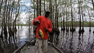 Rippnn Lipppzzz ShellCracker  Fishing The Santee Cooper Swamps