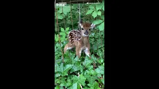 Fawn rescued from fence