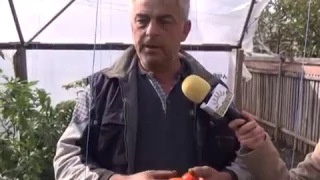 Calcule cu plus în legumicultură  Un agricultor din Călăraşi îi învaţă pe românii să facă profit pe