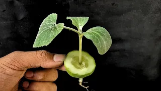 Growing cucumbers Plant at home || Simple Methods Grow Cucumbers Plant in organic fertiliser🥒🥒