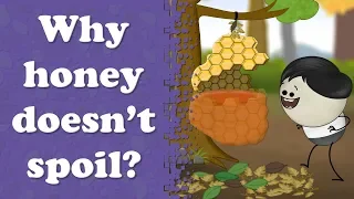 Why honey doesn't spoil? | #aumsum #kids #science #education #children