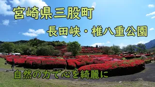 【宮崎情報】宮崎県三股町　ツツジがまるで赤いジュウタンのようです　長田峡　椎八重公園　宮崎県観光　旅行