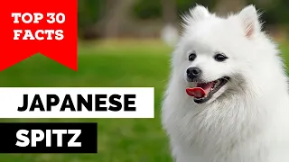 99% of Japanese Spitz Owners Don't Know This