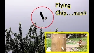 Catapult For Chipunks - How Far Can they Fly