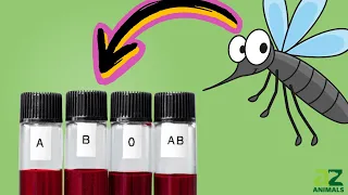 The Blood Type Mosquitoes Like Best (Yes, They Really Have a Favorite!)