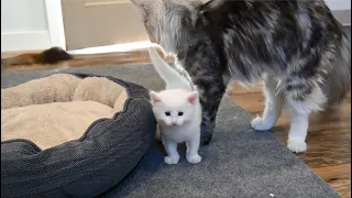 NORWEGIAN FOREST KITTEN | Kitten Explorer