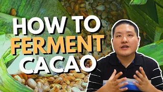 How to Ferment Cacao Beans