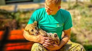 Олег Зубков с енотиком Тимошкой УКАЧИВАЮТ маленького львенка на руках!