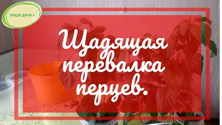 Щадящая быстрая перевалка перцев в больший объем.  Хитрые емкости  для рассады.  Гусар Любовь