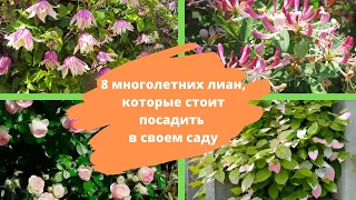 Декоративные вьющиеся растения: 8 многолетних лиан, которые стоит посадить в своем саду