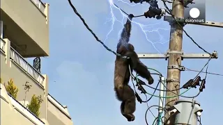 Elektrik akımına maruz kalan hayvanlar ! 🙀⚡😱