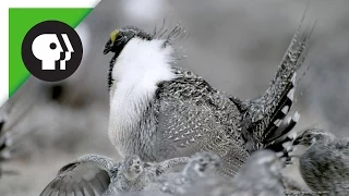 Sage-Grouse Mating Rituals in Groups Called Leks