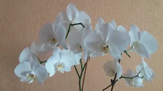 Секреты по уходу сразу после покупки орхидеи | Купили новую орхидею? Что делать?