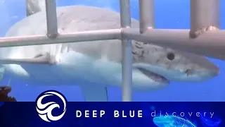 This brave diver pushed a huge great white shark to safety after its jaws got stuck in the cage