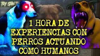 1 HORA DE EXPERIENCIAS CON PERROS ACTUANDO COMO HUMANOS