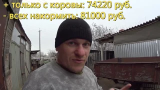 Выгодно ли держать корову? // Корова кормилица