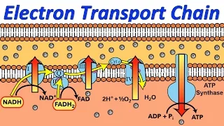 Mysteries of the Electron Transport Chain, Revealed in Rap!