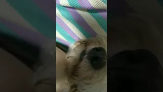 Вот это храп! 🐩😴 Собака храпит) #смешноевидео #забавныеживотные #храп #собака #пудель #смешно