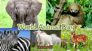 World Animal Day || October 04 || #DayByDayShow