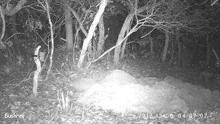Giant Armadillo Conservation Project video:  First ever camera trap video of a baby Giant Armadillo