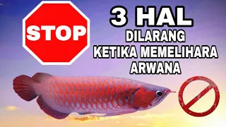 STOP 3 HAL YANG DILARANG DALAM MEMELIHARA IKAN ARWANA UNTUK  PEMULA AGAR ARWANA UMURNYA PANJANG