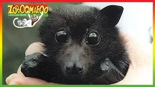 🦆 Zoboomafoo 255 | Flying Buddies | Animal shows for kids | Full Episodes | HD 🦆