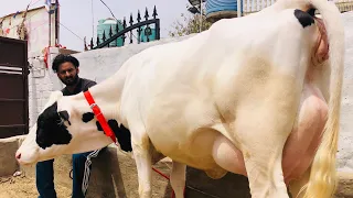 1 ਖੂਬਸੁਰਤ ਗਾ ਸੇਲ ਮੁੱਲ ਜਾਇਜ -one beautiful cow for sale (27-4-2024) #BrarDariyFarmMoga#cow#cowsela#