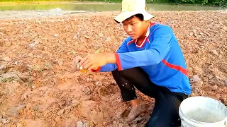 Unbelievable! A Fisherman picking a lot of snails crabs and Egg at rice field .