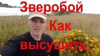 Высушить Зверобой в домашних условиях Как?