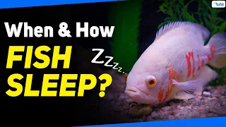 When Do Fish Sleep? | How Do Fish Sleep? | Letstute