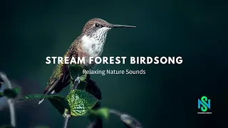 Stream Forest Birds Song Relaxing Natural Sounds